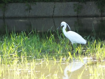 Unknown Species 大阪市鶴見緑地 Sun, 6/7/2020