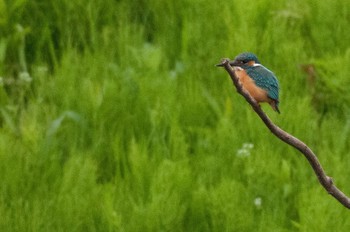 Sun, 4/24/2016 Birding report at 神奈川県 綾瀬市