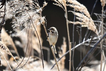 2020年3月20日(金) 淀川の野鳥観察記録