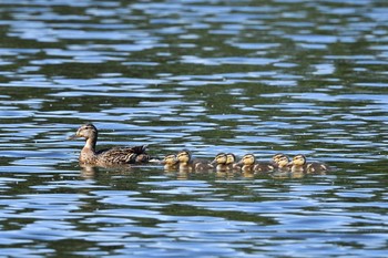 Mallard Nishioka Park Sun, 6/7/2020