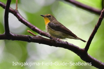 リュウキュウキビタキ 石垣島 2020年6月7日(日)