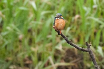 Common Kingfisher 神奈川県 綾瀬市 Sun, 4/24/2016