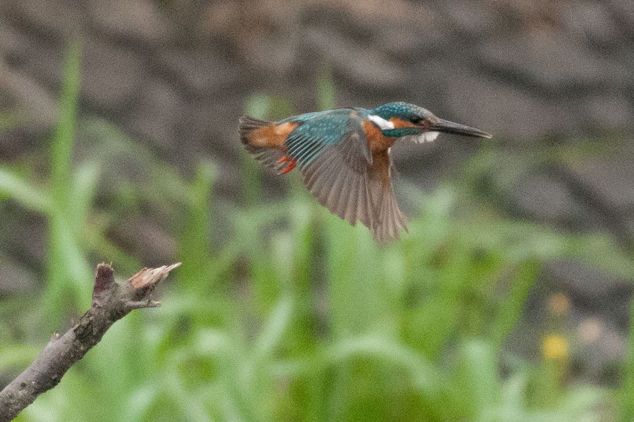 カワセミ