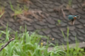 Common Kingfisher 神奈川県 綾瀬市 Sun, 4/24/2016