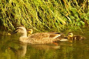 Eastern Spot-billed Duck Nogawa Wed, 6/3/2020