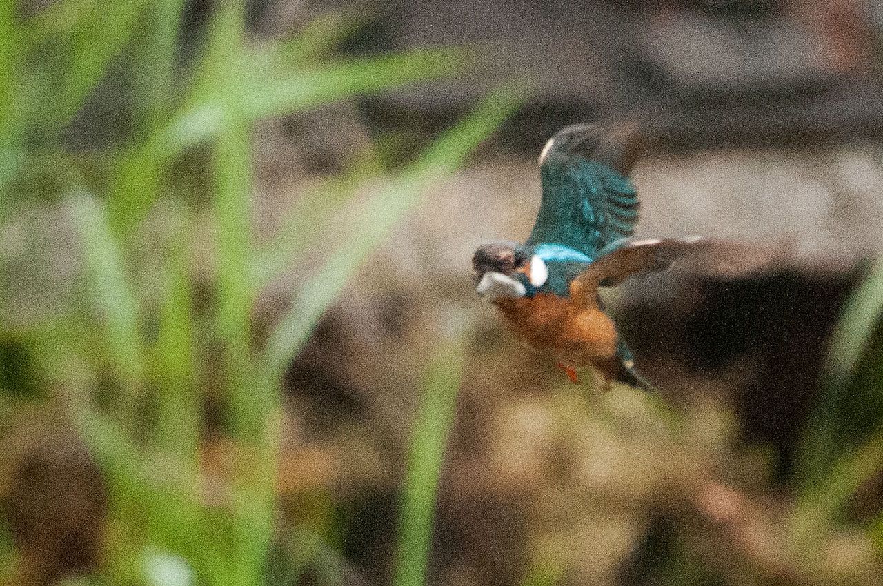 神奈川県 綾瀬市 カワセミの写真 by komezou