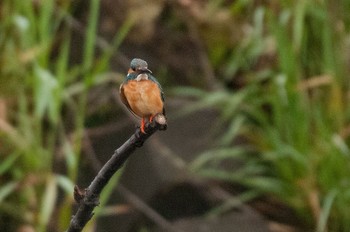 Common Kingfisher 神奈川県 綾瀬市 Sun, 4/24/2016