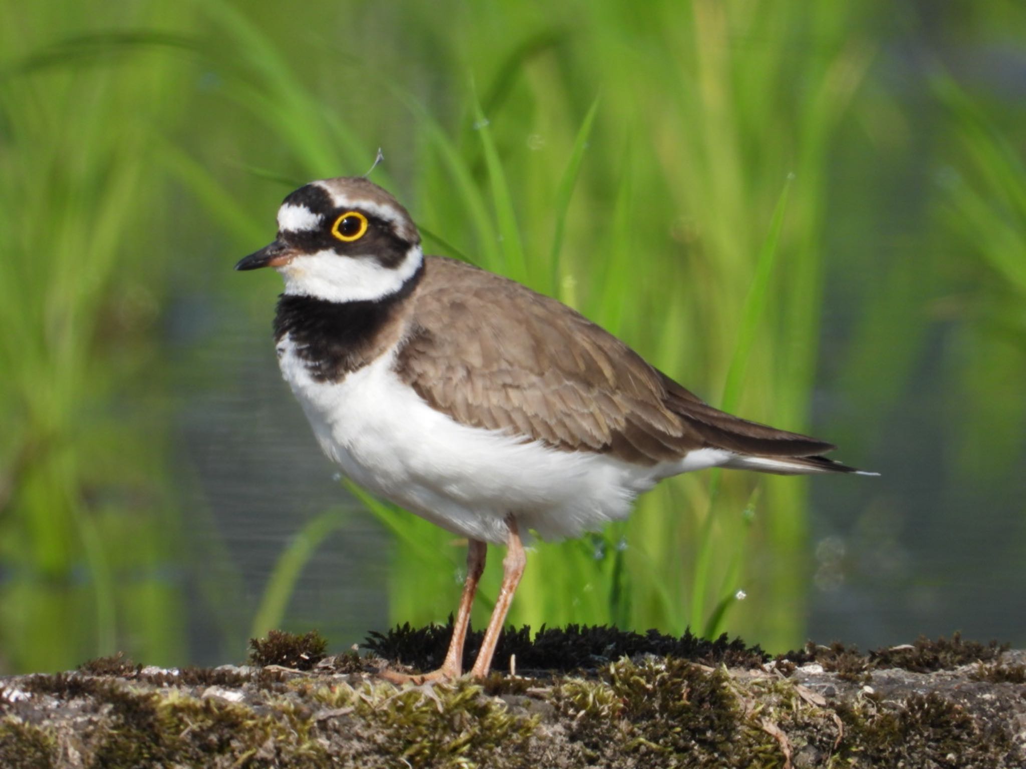 Photo of Little Ringed Plover at 飛騨市 by takamaro