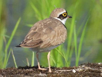 Little Ringed Plover 飛騨市 Mon, 6/8/2020