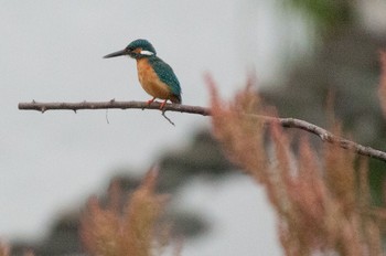 Common Kingfisher 神奈川県 綾瀬市 Sun, 4/24/2016