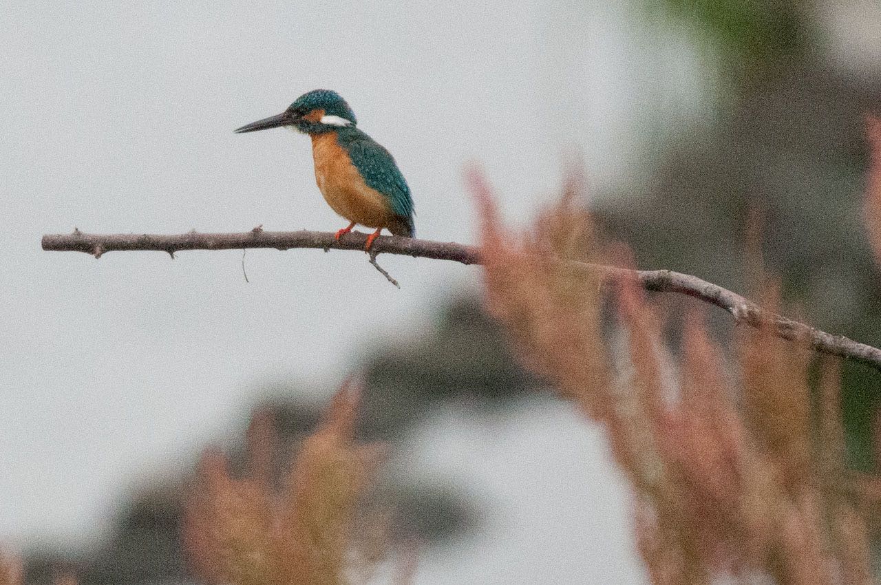 Photo of Common Kingfisher at 神奈川県 綾瀬市 by komezou