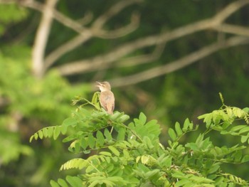 Oriental Reed Warbler 道の駅飛騨アルプ古川 Sat, 6/6/2020