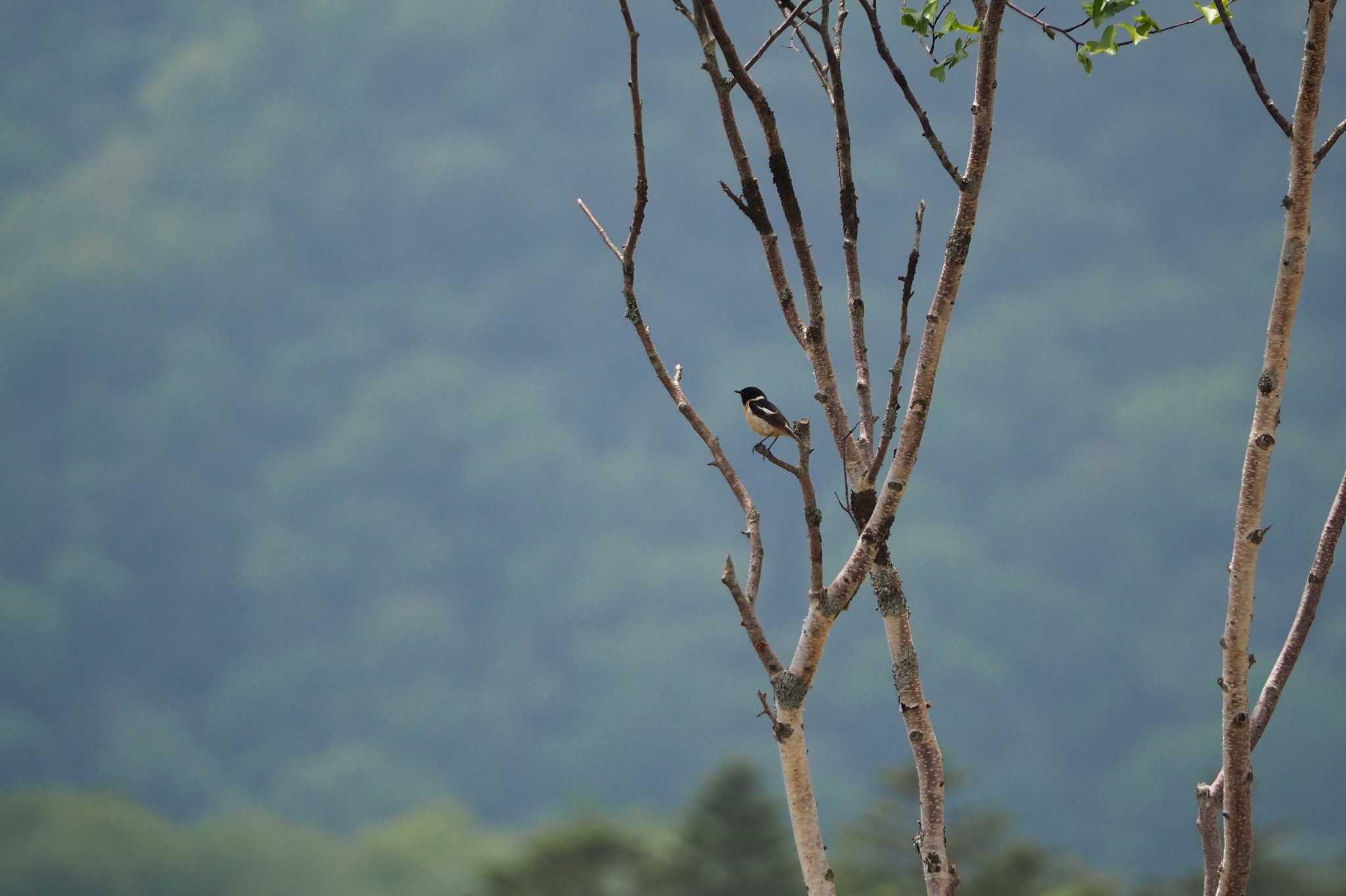 Photo of Amur Stonechat at Senjogahara Marshland by kame