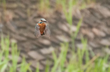 Common Kingfisher 神奈川県 綾瀬市 Sun, 4/24/2016