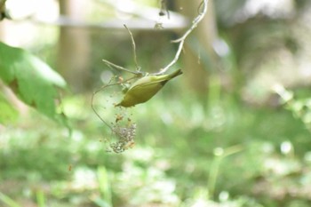 2020年6月8日(月) 神戸市立森林植物園の野鳥観察記録