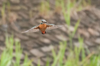 カワセミ 神奈川県 綾瀬市 2016年4月24日(日)