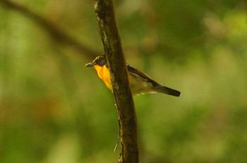 Narcissus Flycatcher 東京都 Sun, 5/31/2020