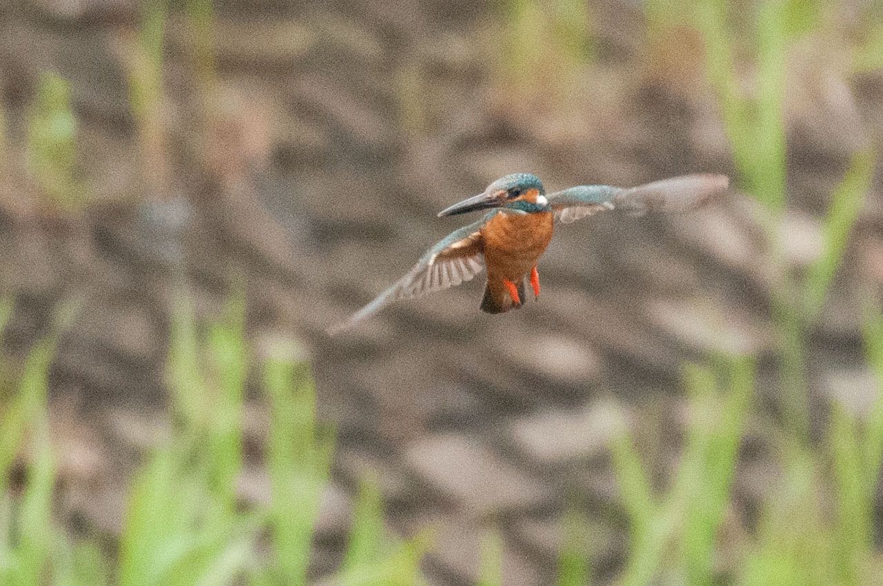 Photo of Common Kingfisher at 神奈川県 綾瀬市 by komezou