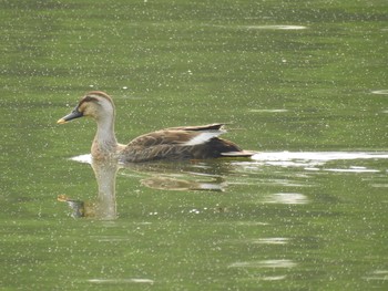 カルガモ 水元公園 2020年6月6日(土)