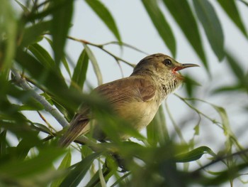 Oriental Reed Warbler Mizumoto Park Sat, 6/6/2020