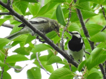 2020年6月6日(土) 水元公園の野鳥観察記録