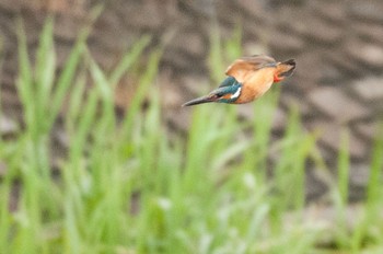 Common Kingfisher 神奈川県 綾瀬市 Sun, 4/24/2016