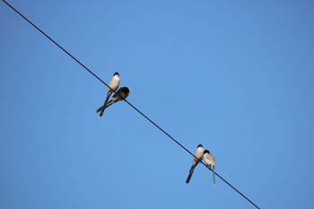 Azure-winged Magpie 深谷市 Mon, 6/8/2020