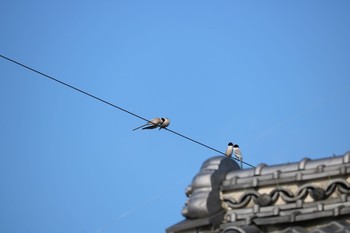 Azure-winged Magpie 深谷市 Mon, 6/8/2020