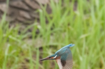 カワセミ 神奈川県 綾瀬市 2016年4月24日(日)