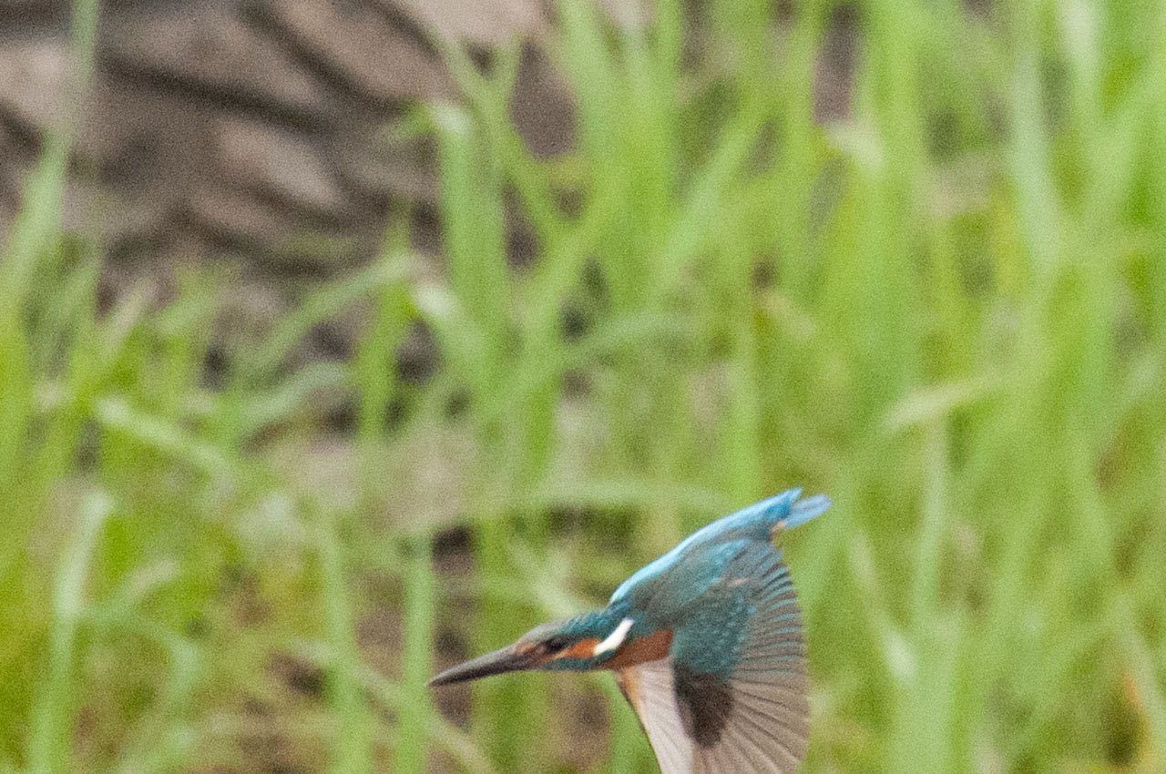 Photo of Common Kingfisher at 神奈川県 綾瀬市 by komezou