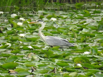 アオサギ 水元公園 2020年6月6日(土)