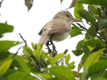 Oriental Reed Warbler Mizumoto Park Sat, 6/6/2020