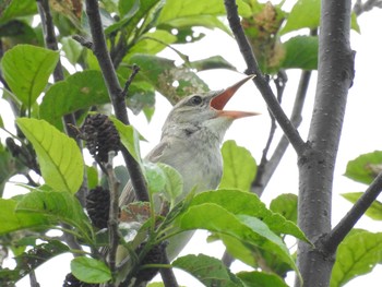 Oriental Reed Warbler Mizumoto Park Sat, 6/6/2020