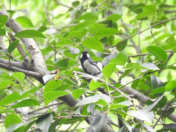 シジュウカラ 水元公園 2020年6月6日(土)