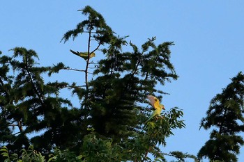 Indian Rose-necked Parakeet 近所 Unknown Date