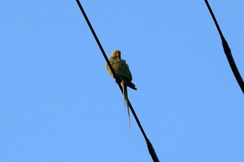 Indian Rose-necked Parakeet 近所 Mon, 6/8/2020