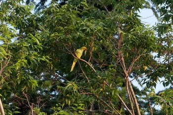 Indian Rose-necked Parakeet 近所 Mon, 6/8/2020