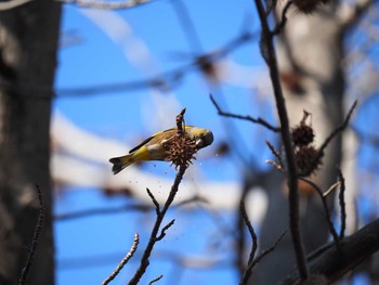 2020年1月13日(月) 水元公園の野鳥観察記録