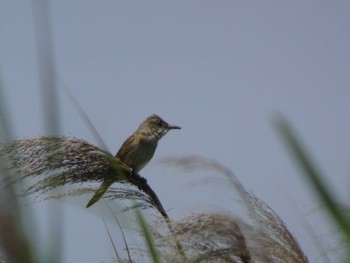 Oriental Reed Warbler 六郷橋緑地 Sun, 6/7/2020