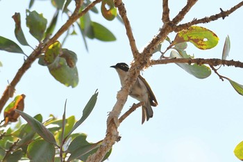 White-throated Honeyeater Iron Range National Park Thu, 10/17/2019