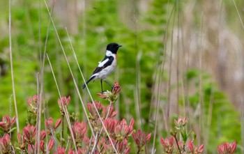 Amur Stonechat 長野 Sat, 6/6/2020