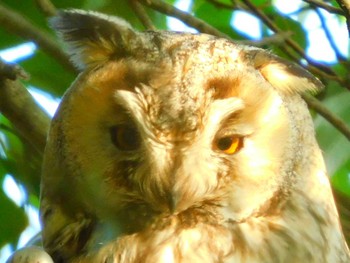 Long-eared Owl 渡良瀬遊水池 Mon, 6/8/2020