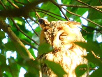 Long-eared Owl 渡良瀬遊水池 Mon, 6/8/2020