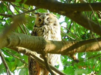 Long-eared Owl 渡良瀬遊水池 Mon, 6/8/2020