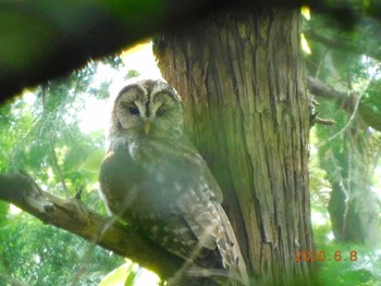 Ural Owl 野田市 Mon, 6/8/2020