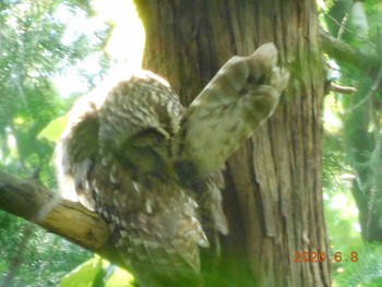 Ural Owl 野田市 Mon, 6/8/2020