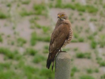 Grey-faced Buzzard 野田市 Mon, 6/8/2020