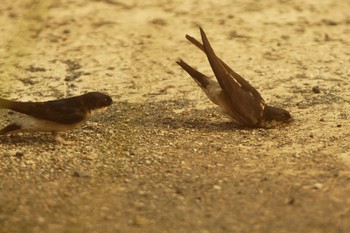 Asian House Martin Nogawa Wed, 6/3/2020