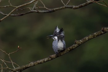 Crested Kingfisher 神奈川　湖 Fri, 4/22/2016