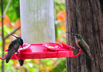 Fawn-breasted Brilliant